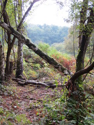 Oct 2013: 5D woodland